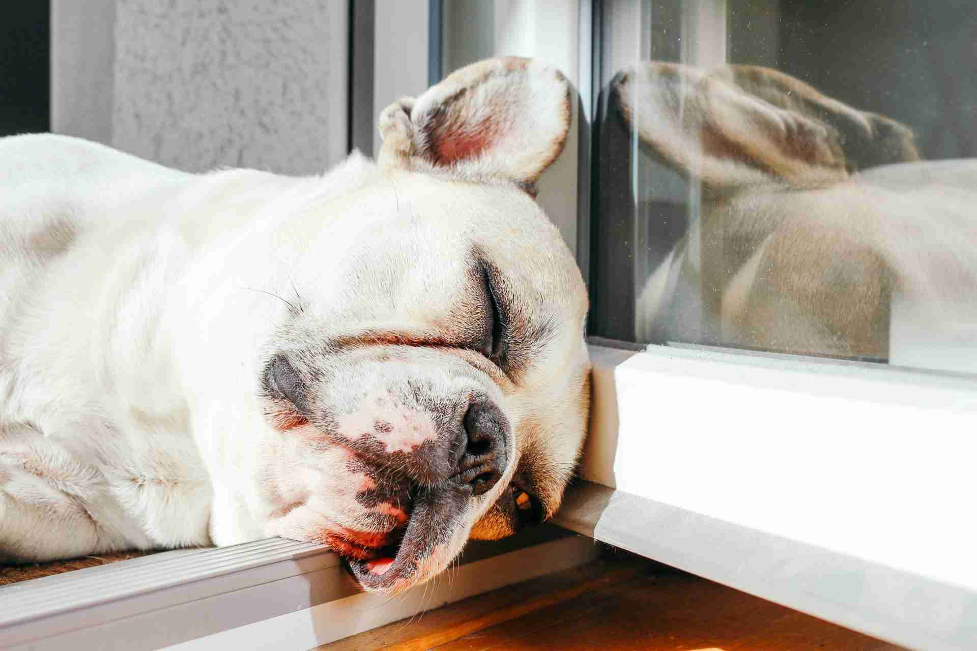 how much do french bulldogs sleep