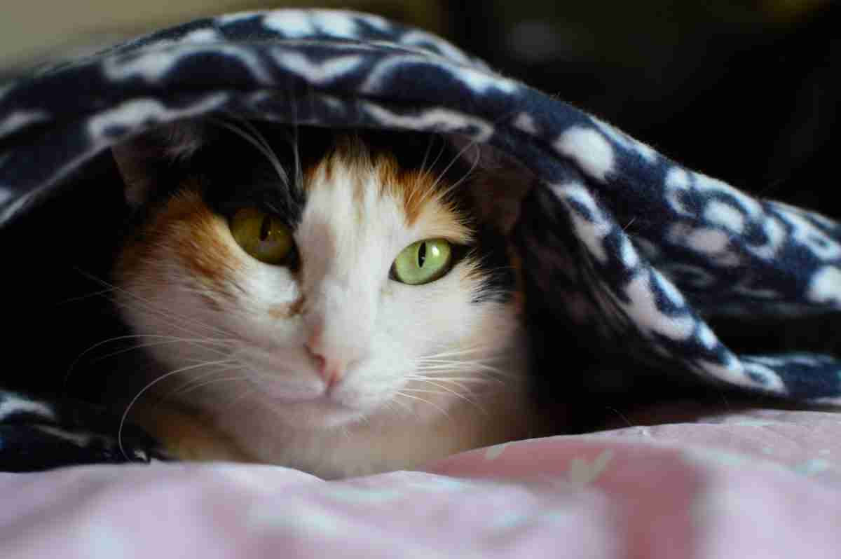 why do cats sleep under blankets